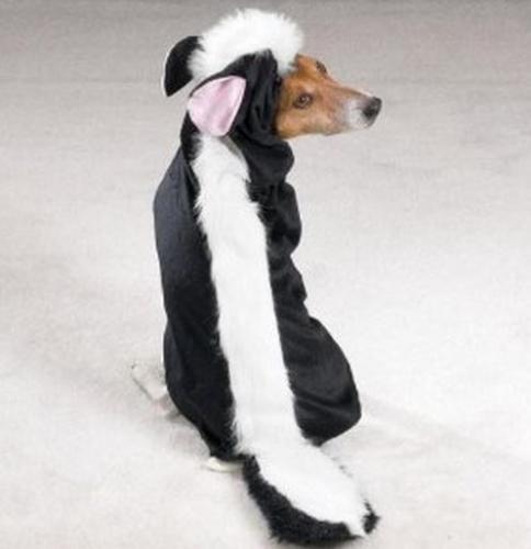 Lil Stinker Skunk Dog Costume