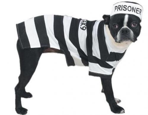 Prison Pooch Dog Costume