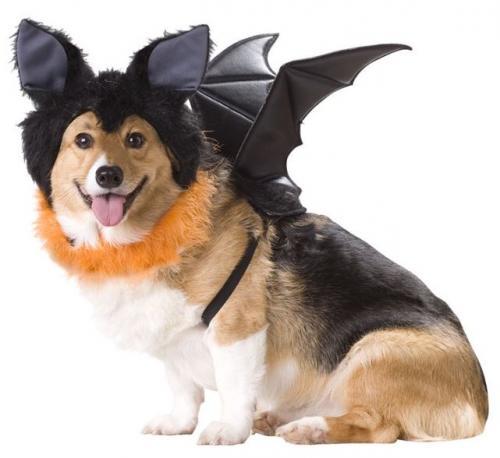 Animal Planet Bat Dog Costume