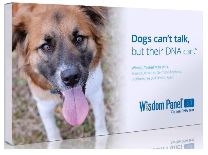 Wisdom Panel 3.0 Canine Genetic Test