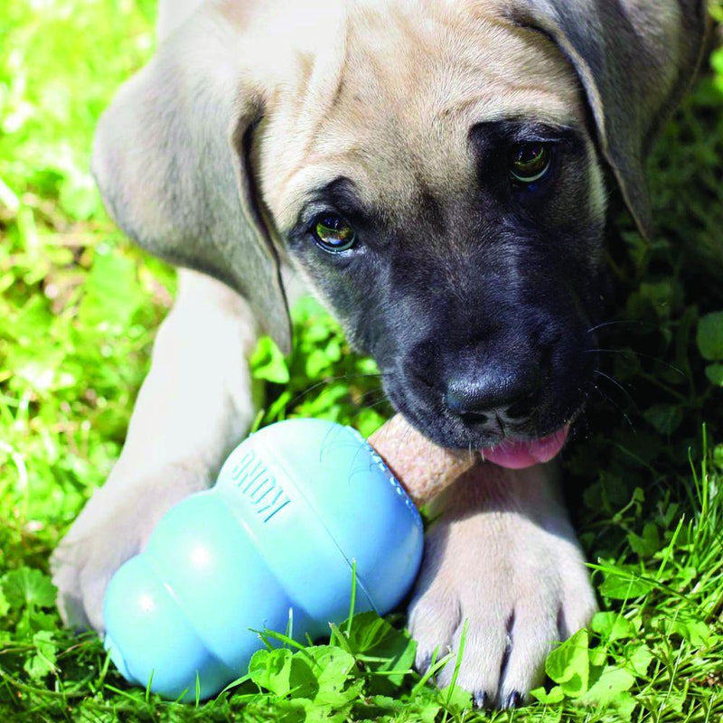 KONG Puppy Ziggies Dog Treats