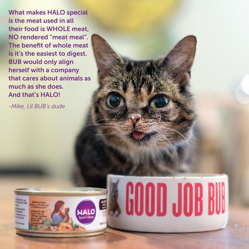 Halo Kitten Grain Free Whitefish Recipe Pate Canned Cat Food