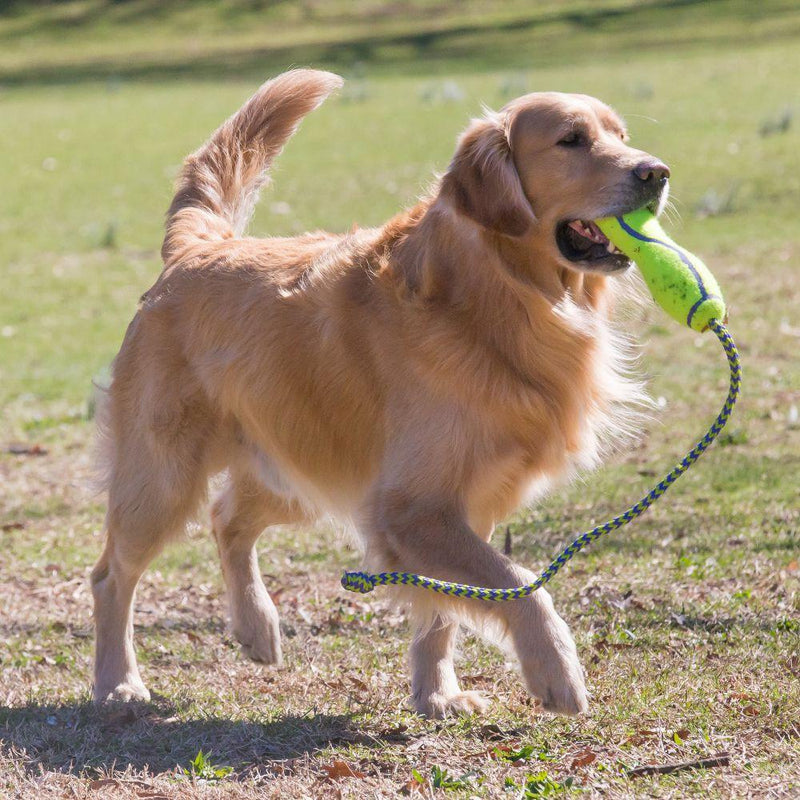 KONG AirDog Fetch Stick with Rope Dog Toy