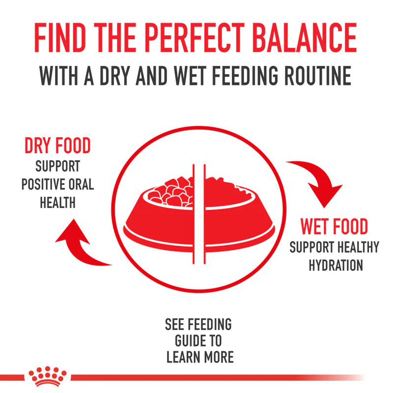Royal Canin Feline Breed Nutrition Persian Kitten Dry Cat Food