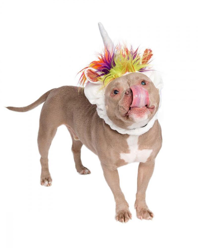 Pet Krewe Unicorn Dog Costume