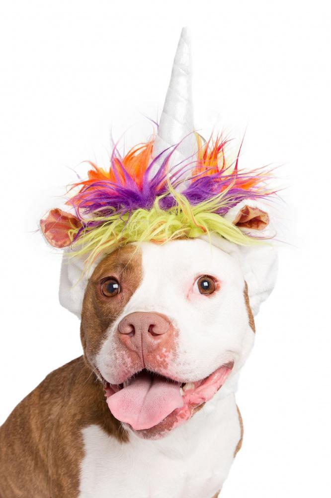 Pet Krewe Unicorn Dog Costume