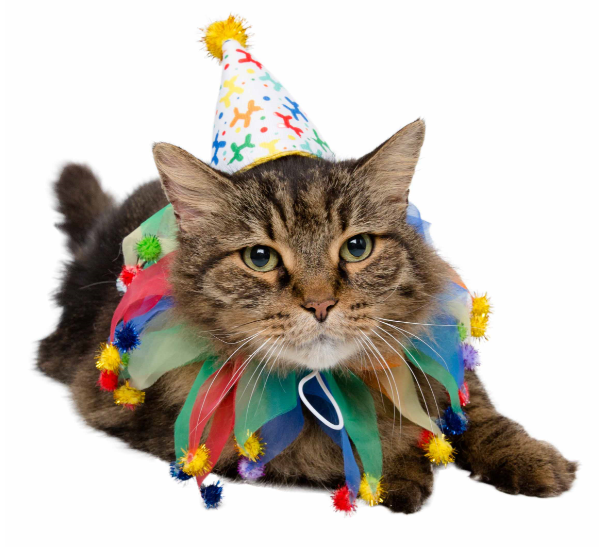 Pet Krewe Birthday Celebration Pet Costume