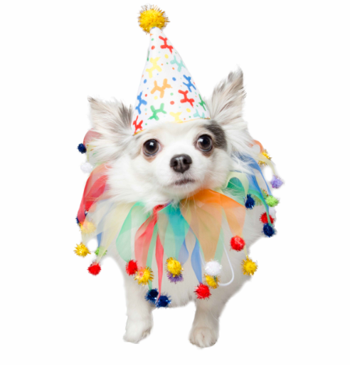 Pet Krewe Birthday Celebration Pet Costume