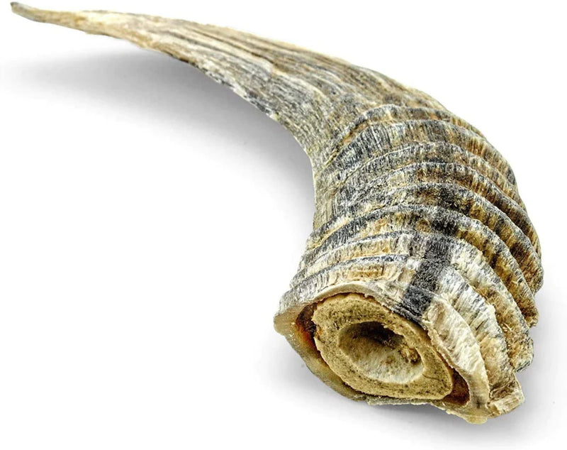 Icelandic+ Small Lamb Horn with Marrow Dog Treat