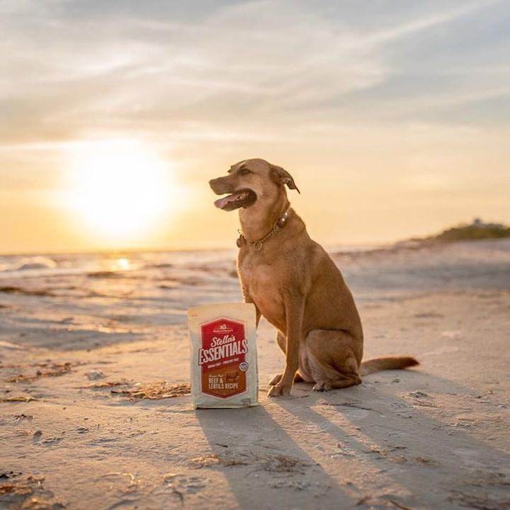 Stella & Chewy's Stella's Essentials Kibble Grass Fed Beef & Lentils Recipe Dry Dog Food