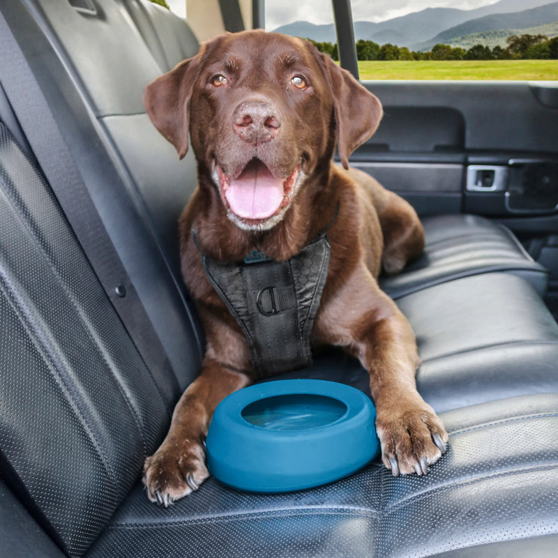 Dog using Kurgo splash free wander water bowl