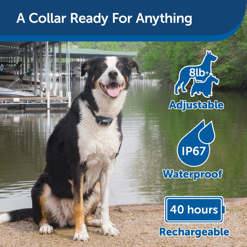 PetSafe 100 Yard Remote Training Collar –  Small or Medium Dogs – Choose from Tone, Vibration, or 15 Levels of Static Stimulation – Short Range Option for Training Off Leash Dogs